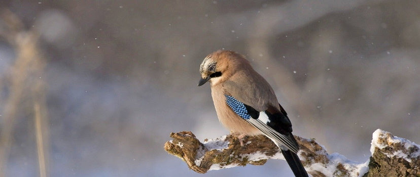 Oiseau en hiver 