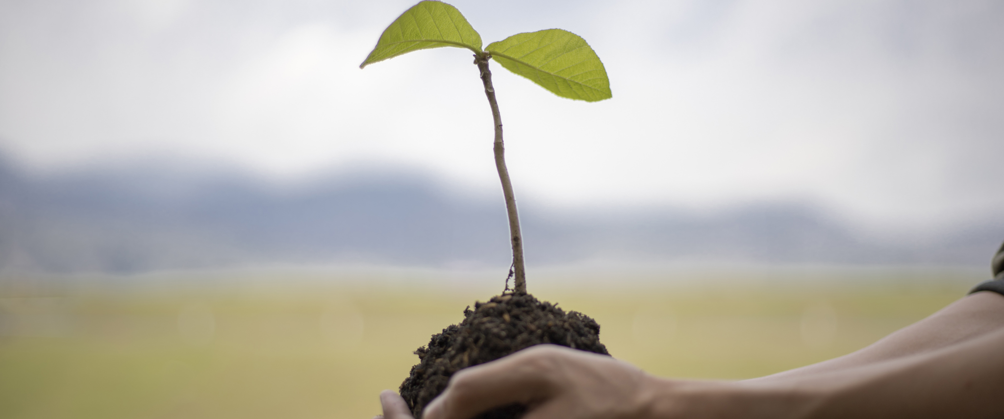 plante dans une main