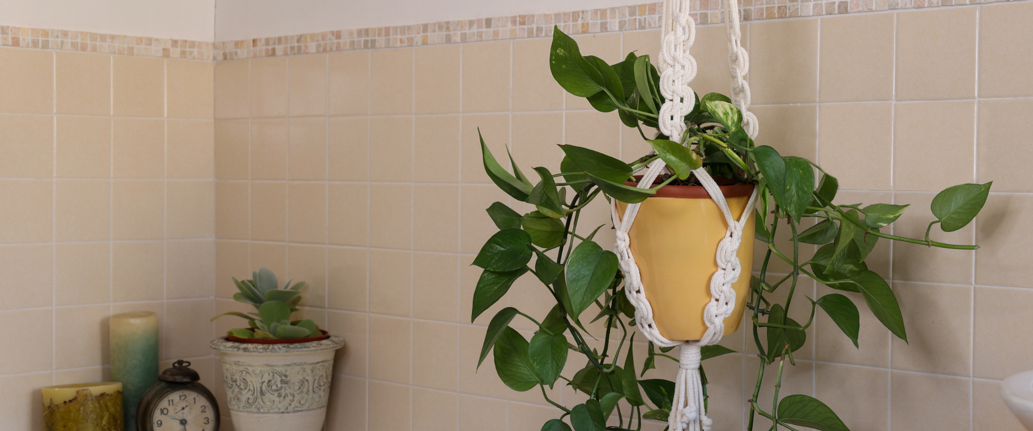 plante salle de bain suspendu