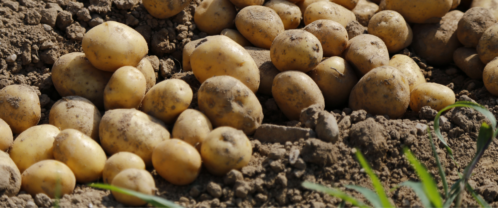 pomme de terre au jardin