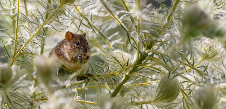Comment se protéger des rats attirés dans jardins, maisons, appartements