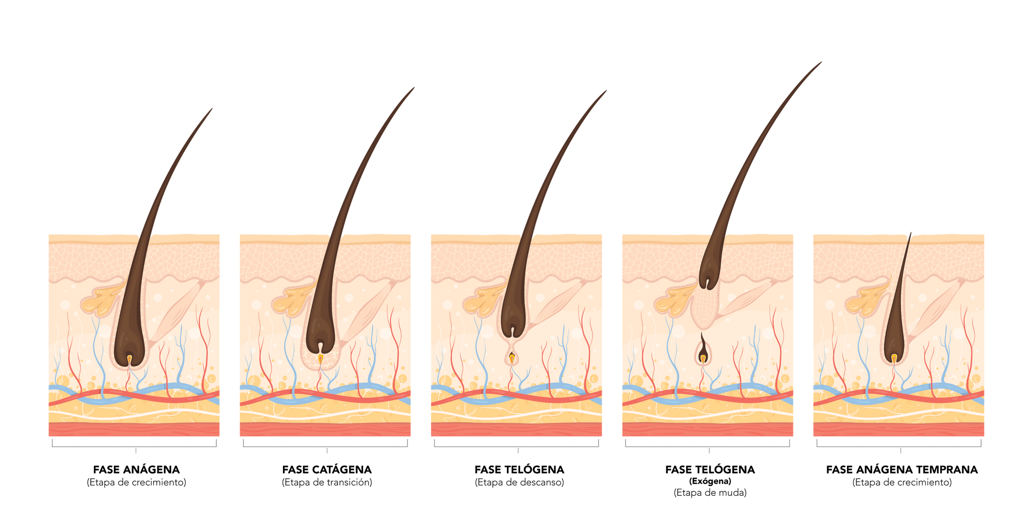 etapas-de-crecimiento-pelo