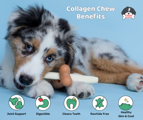 Benefits of Collagen for Dogs