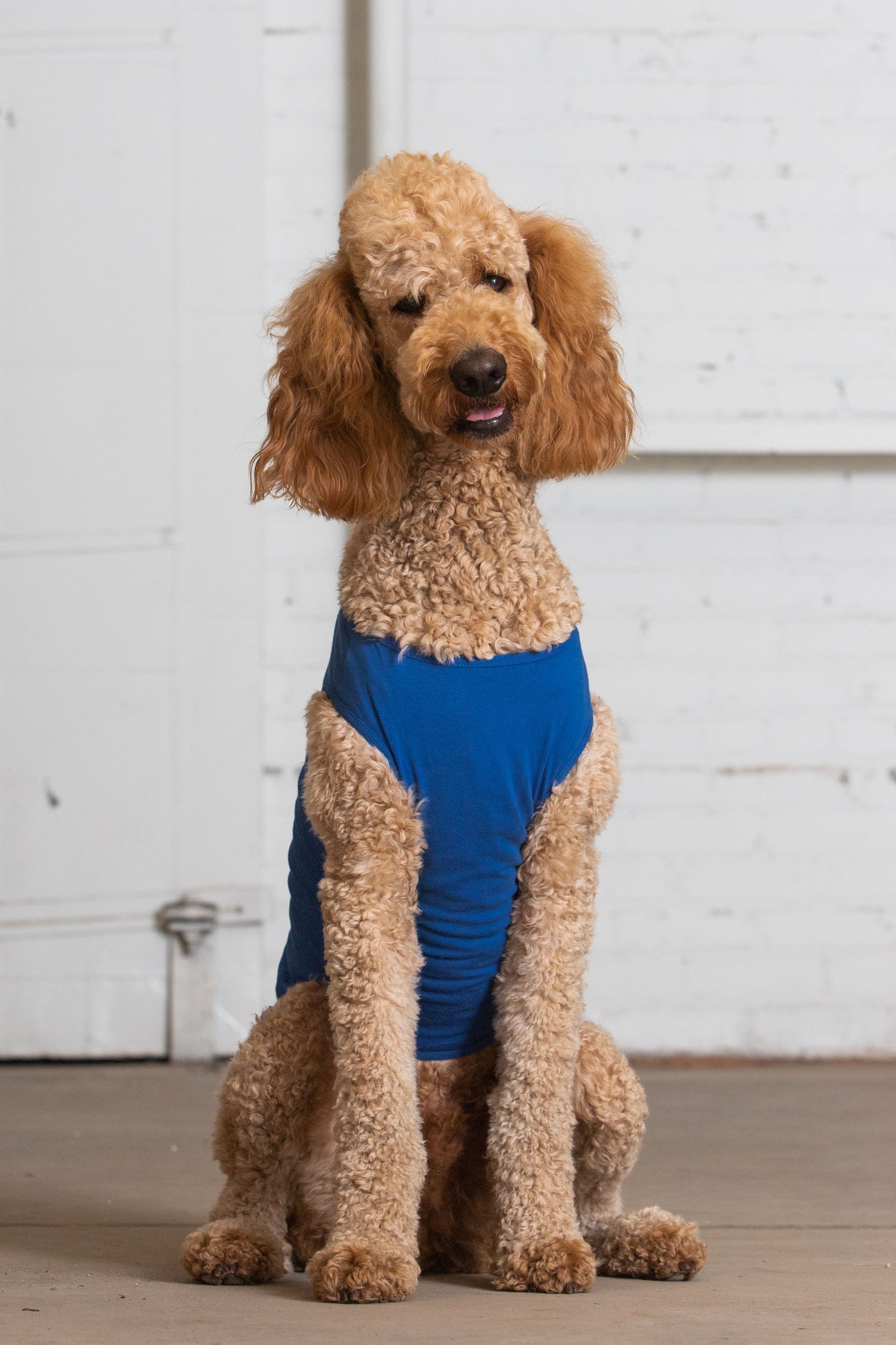 standard poodle apparel