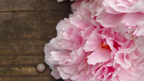 pink peony on wooden backgraound