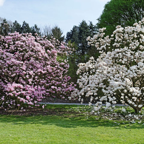 Originea si istoria magnoliilor