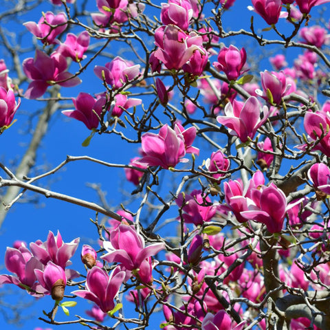 Caracteristicile magnoliilor