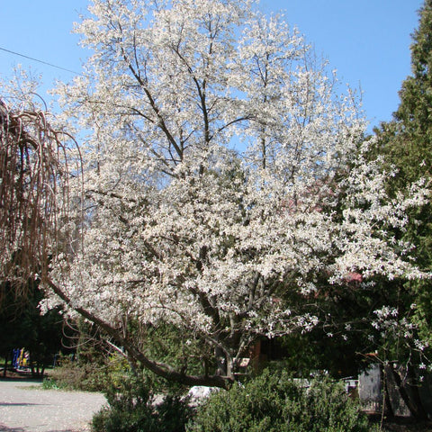 Alegerea locatiei potrivite pentru magnolii