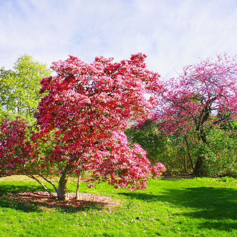 Plantarea si Ingrijirea Magnoliilor