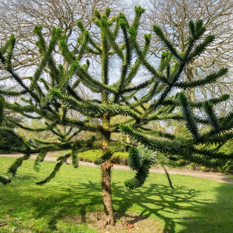 Pin Chilian (Araucaria Araucana)