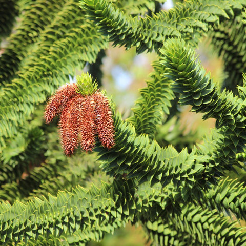 Pin Chilian (Araucaria Araucana)