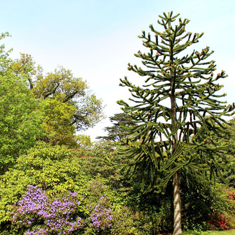 Pin Chilian (Araucaria Araucana)