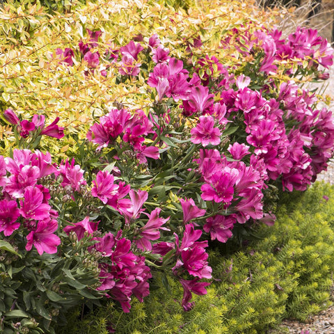 Abelia grandiflora Kaleidoscope, cu floare roz