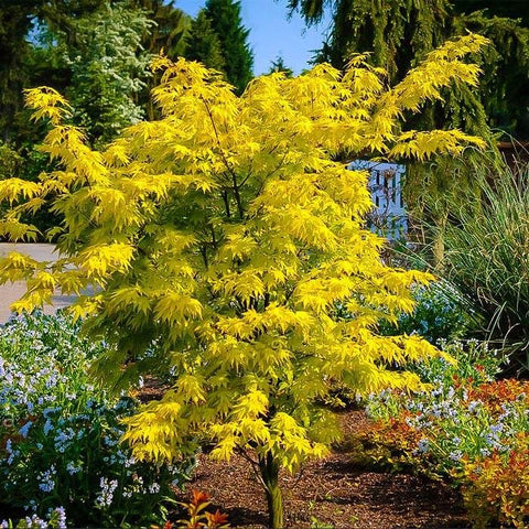 Artar Japonez Orange Dream, cu frunzis auriu-portocaliu