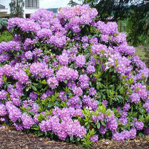 Azaleea Japoneza (Rhododendron) Catawbiense Borsault, cu flori violet