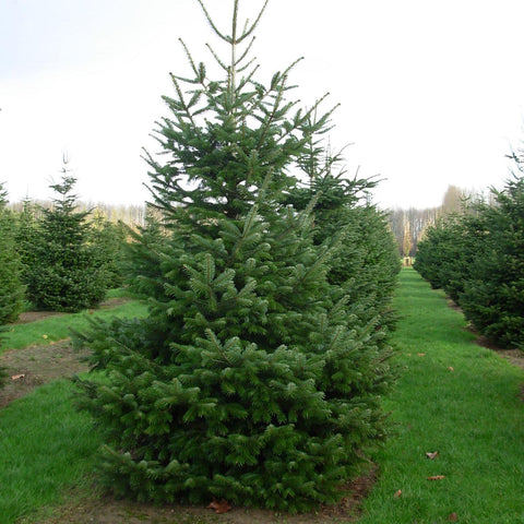 Brad de Craciun Nordmann (Abies Nordmanniana)