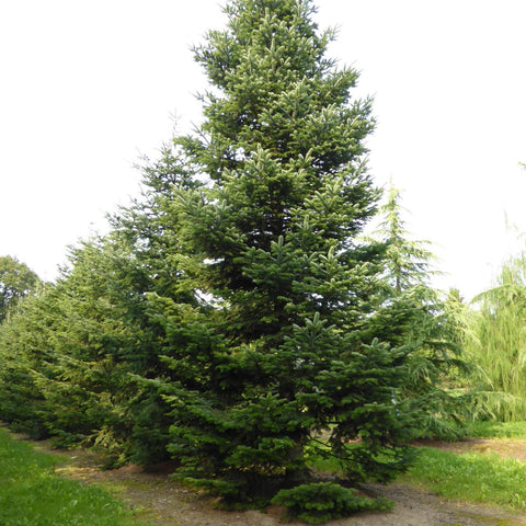 Brad de Craciun Nordmann (Abies Nordmanniana)