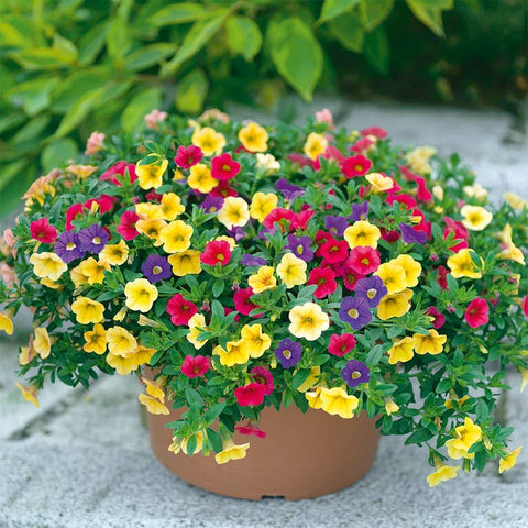 Calibrachoa (Petunie) Triobells