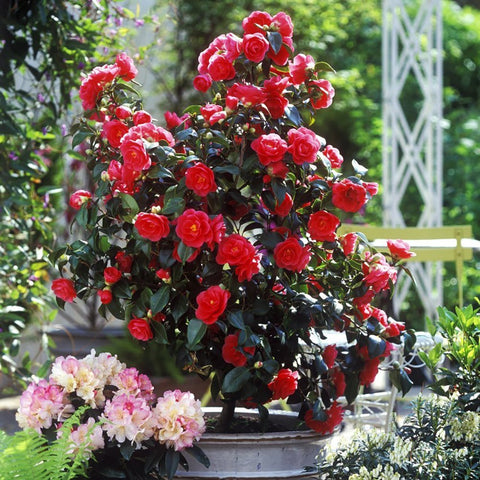 Trandafir Japonez Camellia Lady Campbell, cu flori rosii-pal