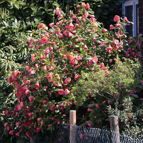 Trandafir Japonez Camellia Mary Williams, cu flori rosii-pal