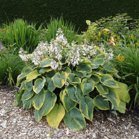 Crin de Toamna (Hosta) Frances Williams