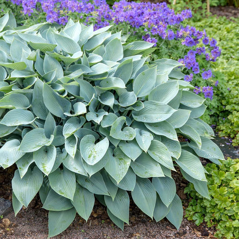 Crin de Toamna (Hosta Hybrid) Halcyon