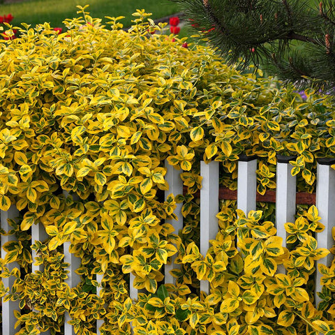 Salba Japoneza Euonimus Emerald 'N' Gold