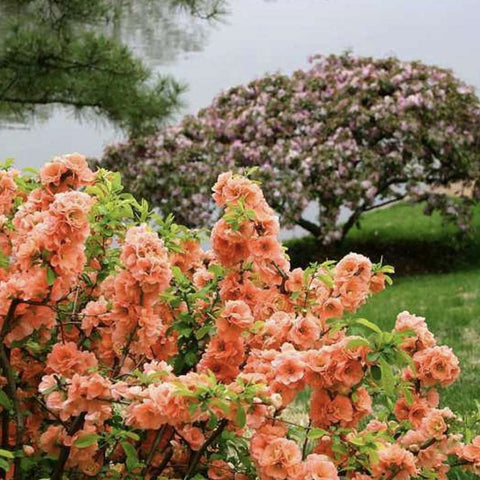 Gutui Japonez, Merisor (Chaenomeles) Orange Trail, cu flori portocalii - VERDENA-60-70 cm inaltime, livrat in ghiveci de 2 l