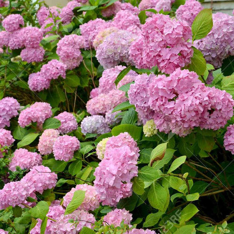Hortensia de gradina, cu flori roz