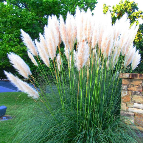 Iarba de Pampas (Cortaderia) Pumila