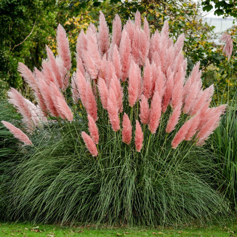 Iarba de Pampas (Cortaderia) Rosea