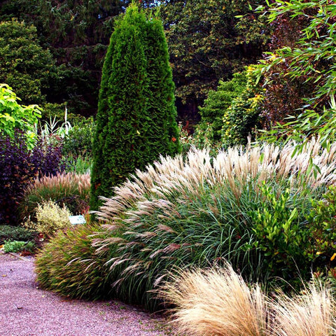 Iarba Elefantului (Miscanthus Sinensis) Yakushima Dwarf