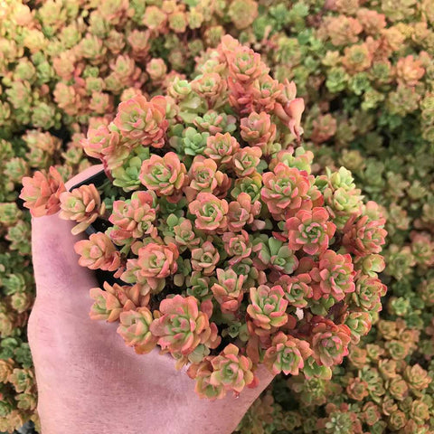 Iarba Grasa (Sedum) Coral Carpet