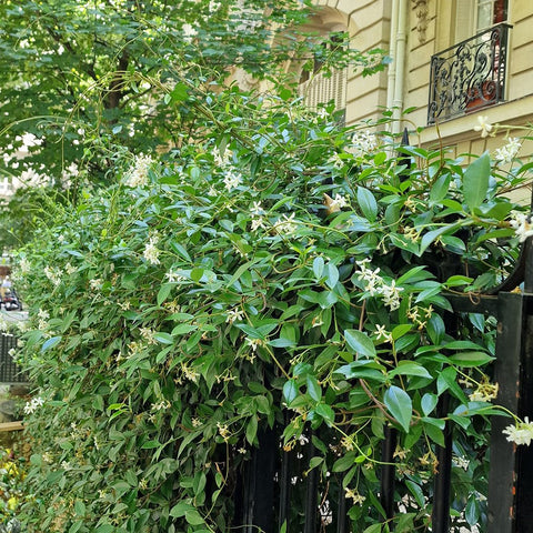 Iasomie clasica, cu floare alba parfumata (Trachelospermum Jasminoides)