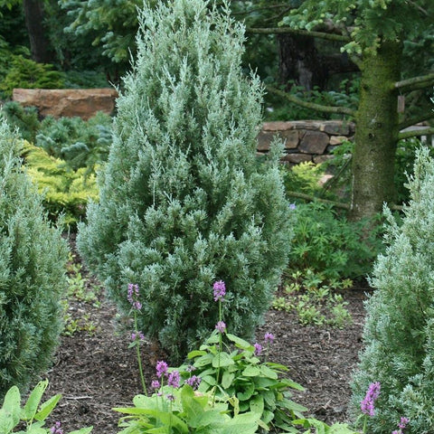 Ienupar columnar albastru-verzui Stricta