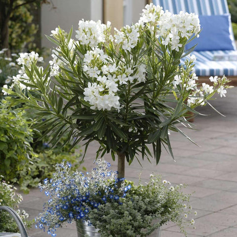 Leandru Nerium Tip Copac, cu flori albe
