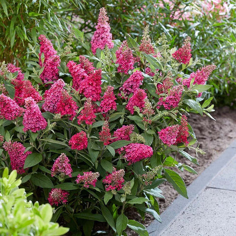 Liliac de Vara rosu Royal Red (Buddleja)