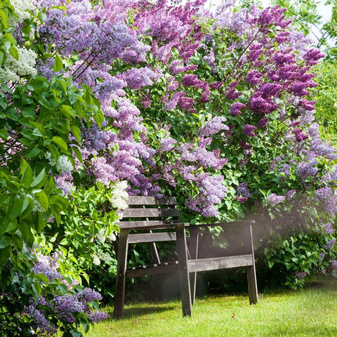 Liliac de Vara Tricolor- Parfum dulce (Buddleja) - STOC LIMITAT - VERDENA-40 cm inaltime, livrat in ghiveci de 3 l