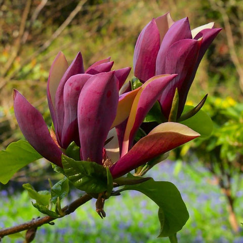 Magnolia Black Beauty, cu flori violet-inchis negru