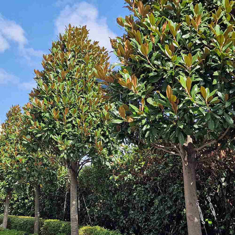 Magnolia Grandiflora Gallisoniensis Vesnic Verde, cu Flori Albe