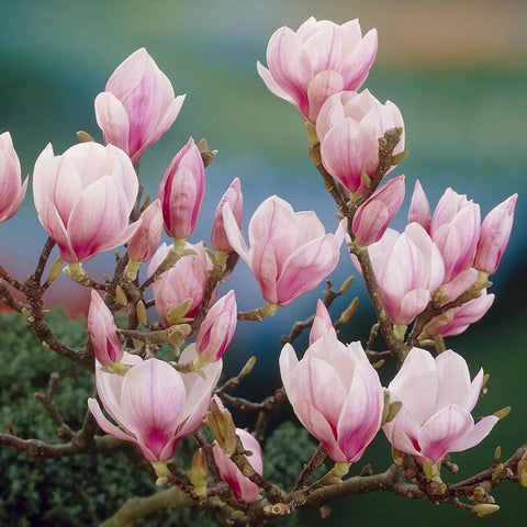 Magnolia soulangeana roz-alba Heaven Scent
