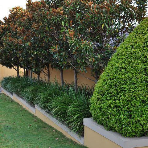 Magnolia Grandiflora Little Gem Vesnic Verde, cu Flori Albe