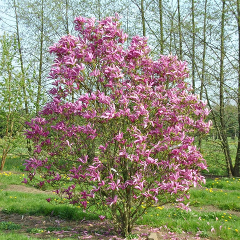 Magnolia magenta Susan - Tip copac