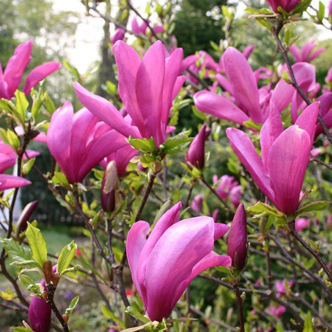 Magnolia purpuriu-rosu Nigra