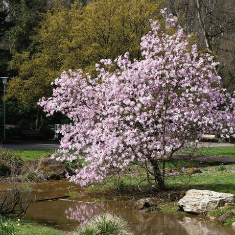Magnolia roz-pal Leonard Mesel - Tip copac