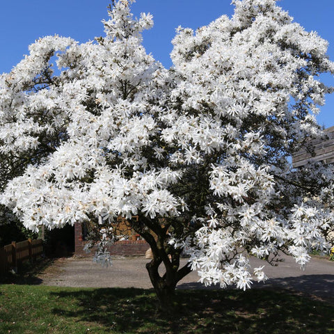 Magnolia alba Stellata - Tip copac