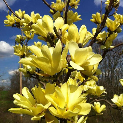 Magnolia Yellow River, flori spectaculoase galbene