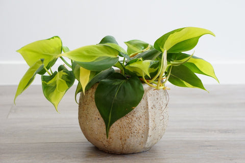 Philodendron Brasil 