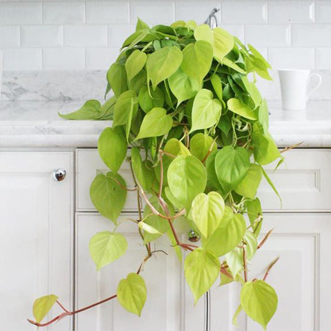 Philodendron Lime - 50 cm