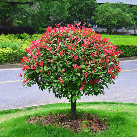 Photinia Red Robin - Tip Copac